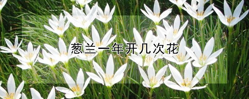 葱兰一年开几次花（葱兰一年开几次花视频）