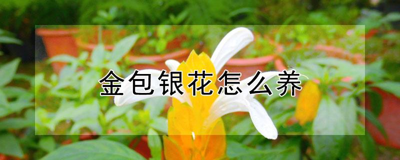 金包银花怎么养（金包银花有毒吗）