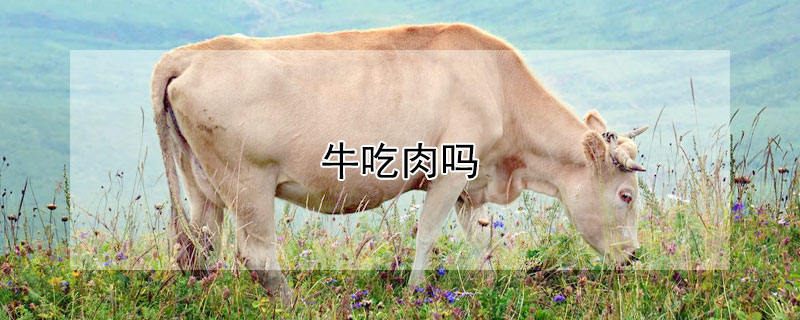 牛吃肉吗 牛吃肉吗?