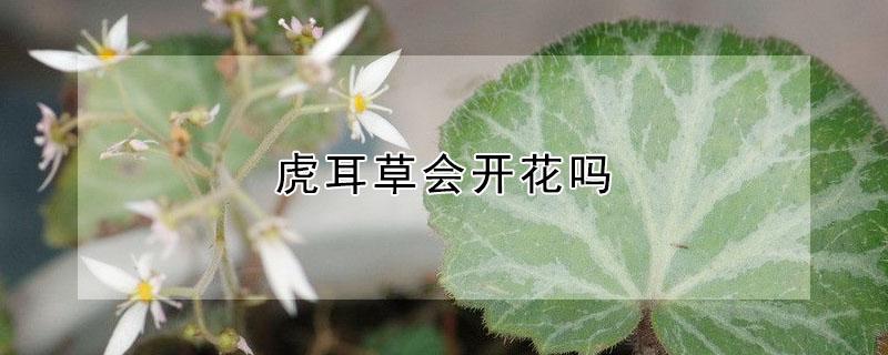 虎耳草会开花吗（虎耳草会开花吗图片）