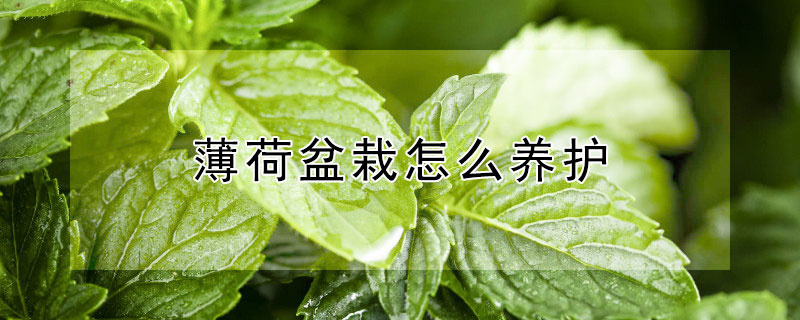 薄荷盆栽怎么养护 薄荷盆栽养护方法