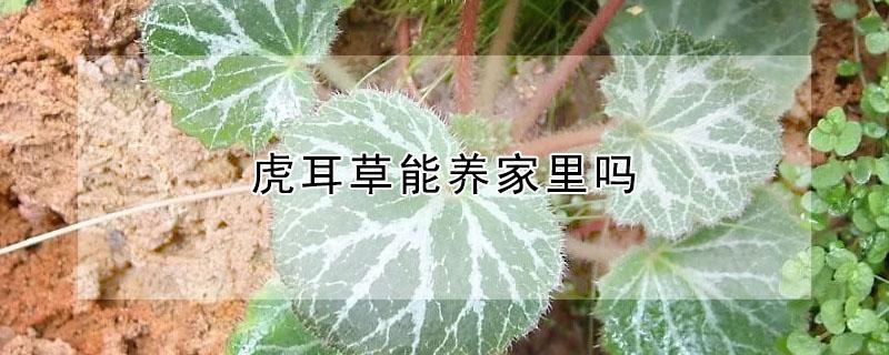 虎耳草能养家里吗 虎耳草可以家养吗