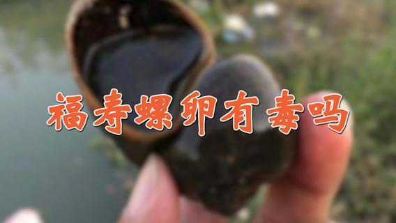 福寿螺卵有毒吗 福寿螺的卵有没有毒