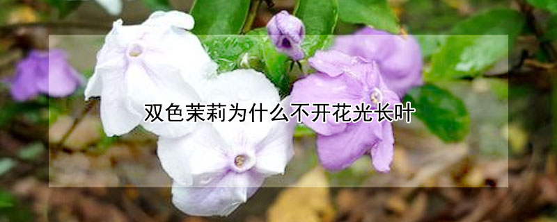 双色茉莉为什么不开花光长叶 双色茉莉花为什么不开花