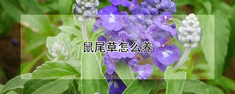 鼠尾草怎么养 蓝花鼠尾草怎么养