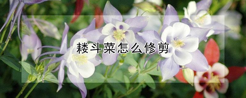 耧斗菜怎么修剪 耧斗菜如何修剪