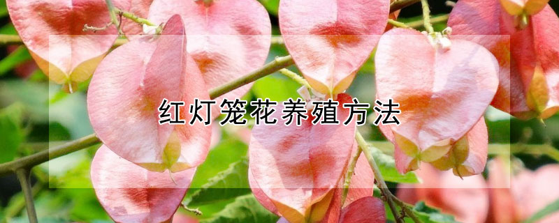 红灯笼花养殖方法 红灯笼花养殖方法视频