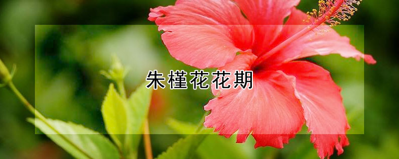 朱槿花花期 朱槿花花期如何修剪