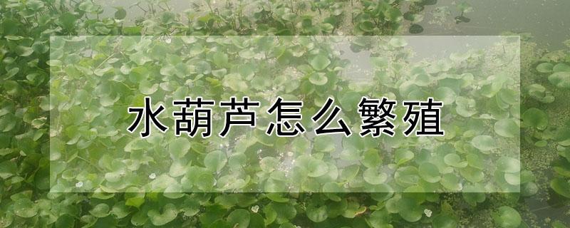 水葫芦怎么繁殖（水葫芦能和鱼一起养吗）