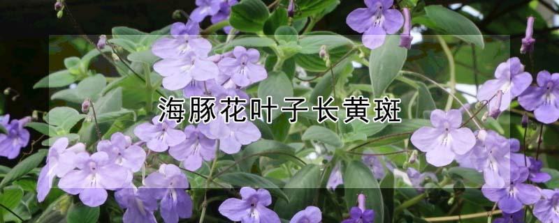 海豚花叶子长黄斑 海豚花叶子发黑