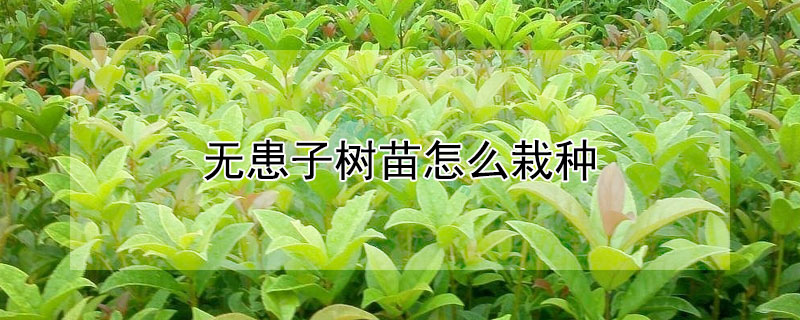 无患子树苗怎么栽种（无患子树种植技术）