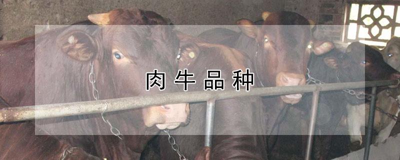 肉牛品种（肉牛品种哪个好）