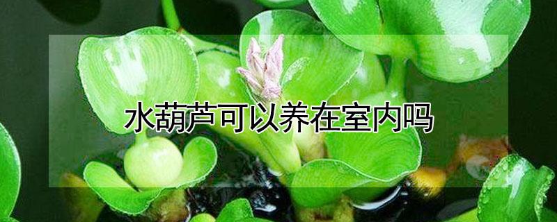 水葫芦可以养在室内吗 水葫芦可以养在室内吗风水好吗