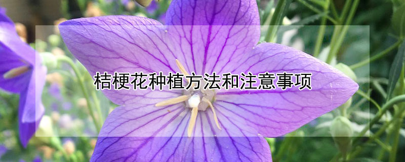 桔梗花种植方法和注意事项（桔梗花种植方法和注意事项视频）