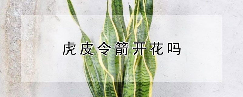 虎皮令箭开花吗 虎皮令箭开花的寓意是什么