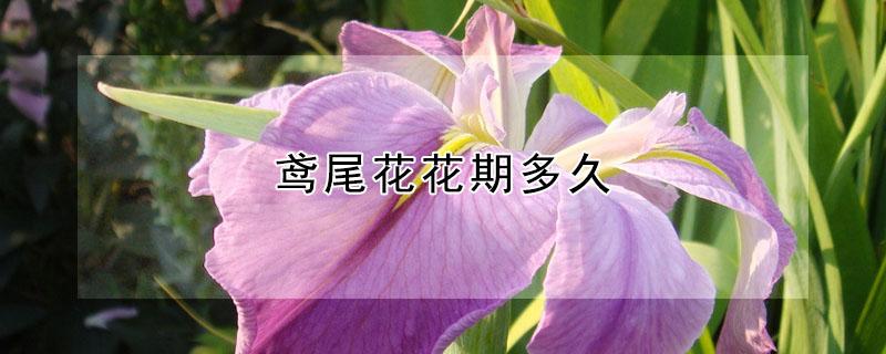 鸢尾花花期多久 鸢尾花种植多久?才能开花?