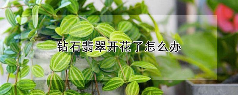 钻石翡翠开花了怎么办（钻石翡翠开花后拔掉花）