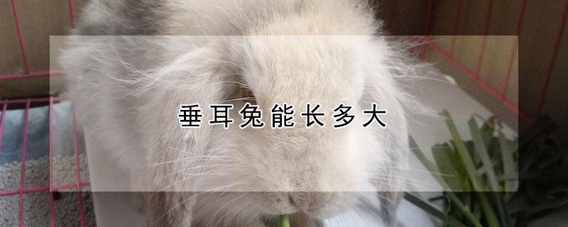 垂耳兔能长多大 道奇垂耳兔能长多大