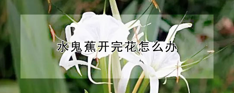 水鬼蕉开完花怎么办（水鬼蕉开完花怎么修剪）