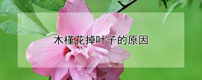 木槿花掉叶子的原因（木槿花掉叶子的原因是什么）