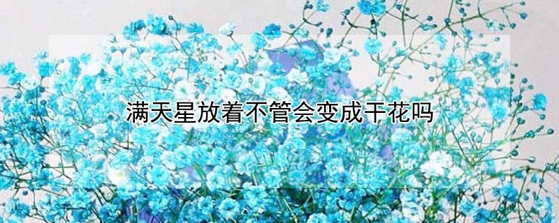 满天星放着不管会变成干花吗（从花店买回来的满天星怎么养）