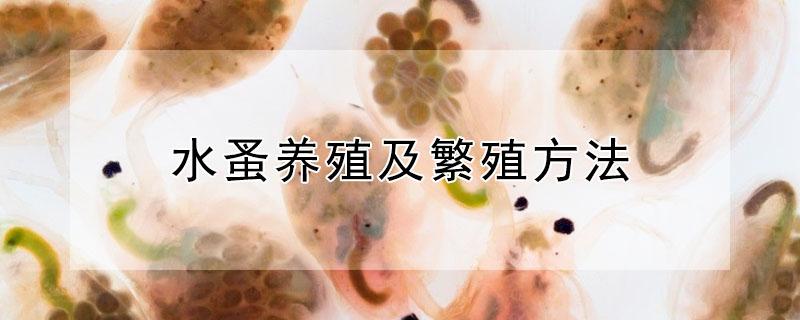 水蚤养殖及繁殖方法 水蚤