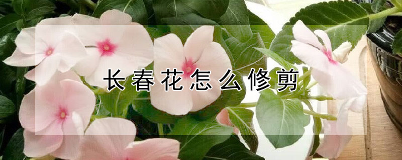 长春花怎么修剪（长春花怎么修剪和过冬）