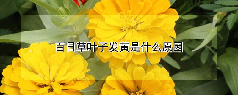 百日草叶子发黄是什么原因 百日草叶子发黄是什么原因引起的