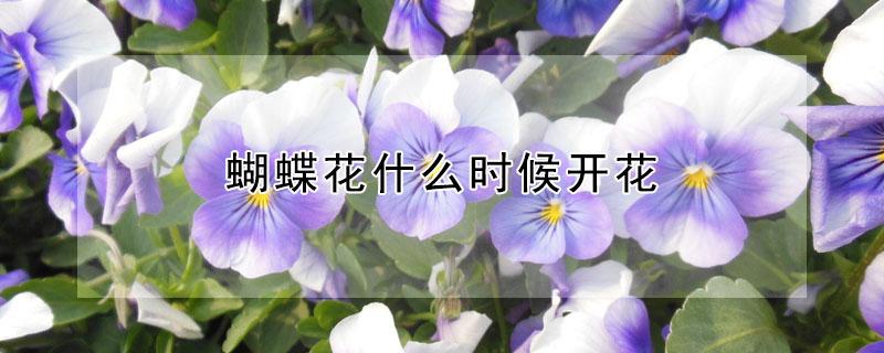 蝴蝶花什么时候开花（蝴蝶花什么时候开花几点钟开花）