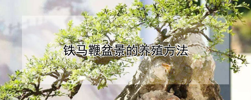 铁马鞭盆景的养殖方法 铁马鞭下山桩怎么种成活率高