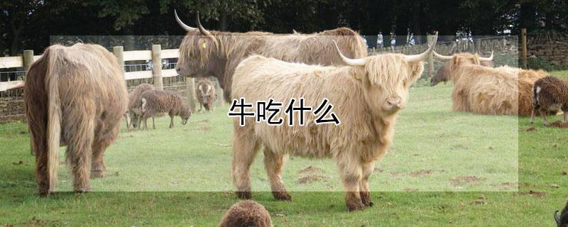 牛吃什么（牛吃什么食物）