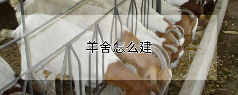 羊舍怎么建（怎样搭建羊舍最好）