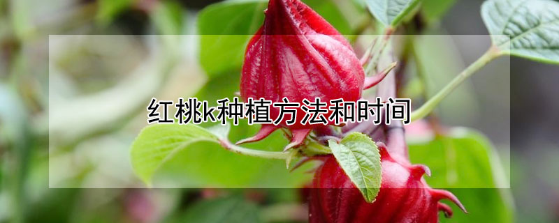 红桃k种植方法和时间 红桃k种植方法和时间图