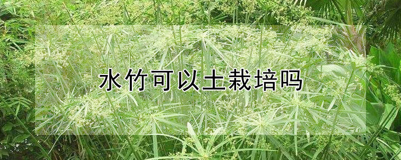 水竹可以土栽培吗 水竹可以用土栽培吗