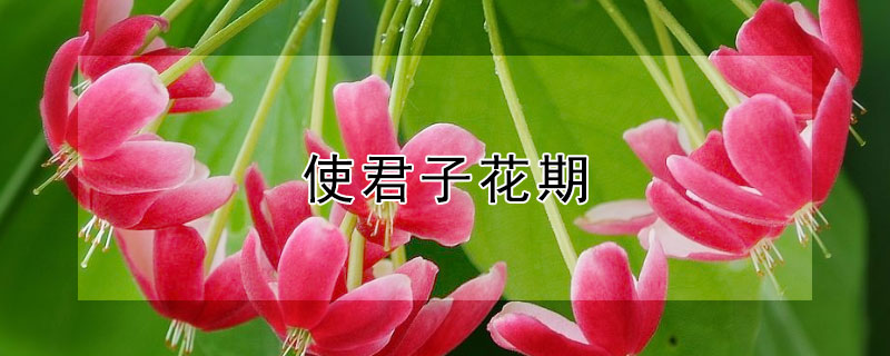 使君子花期 使君子花期长吗