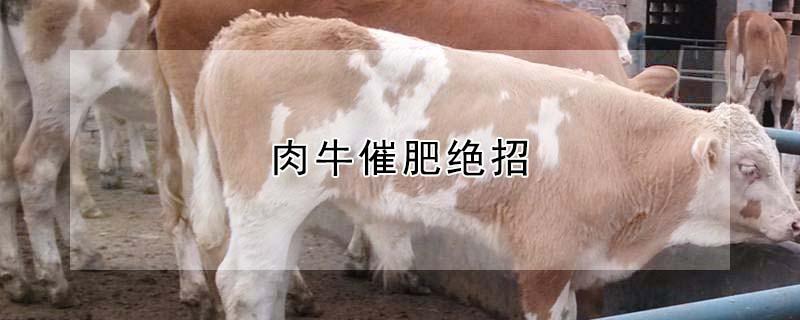 肉牛催肥绝招 肉牛催肥绝招是什么