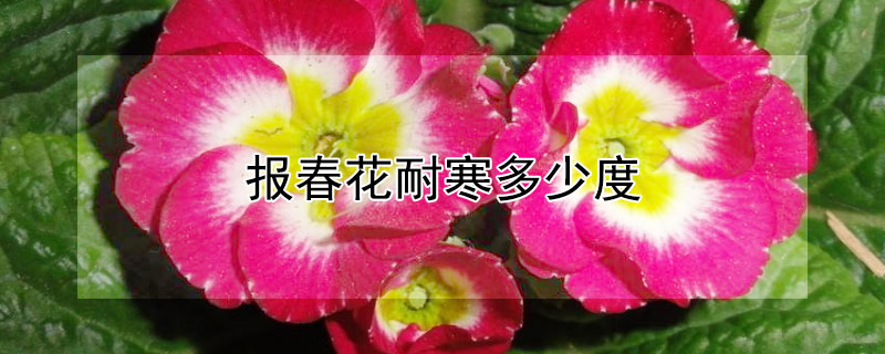 报春花耐寒多少度 报春花一年开几次花