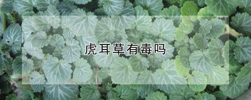 虎耳草有毒吗 虎耳草