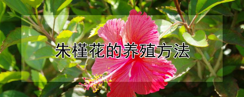 朱槿花的养殖方法（朱槿花的养殖方法和注意事项和施肥）