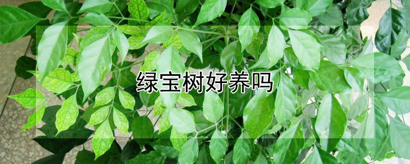 绿宝树好养吗（绿宝树好养吗风水好吗）