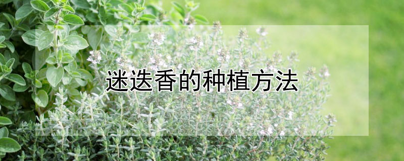 迷迭香的种植方法 迷迭香的种植方法与价值