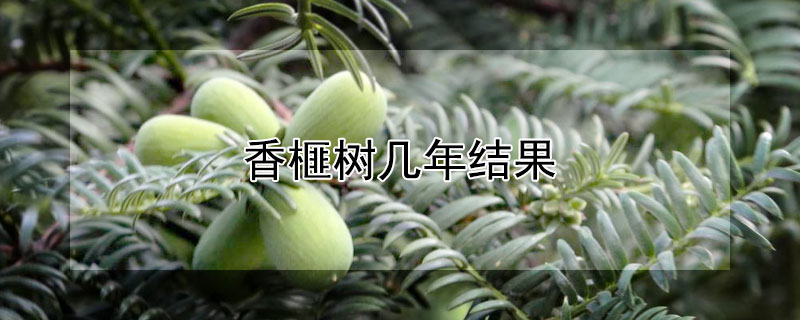 香榧树几年结果（香榧树几年结果百度百科）