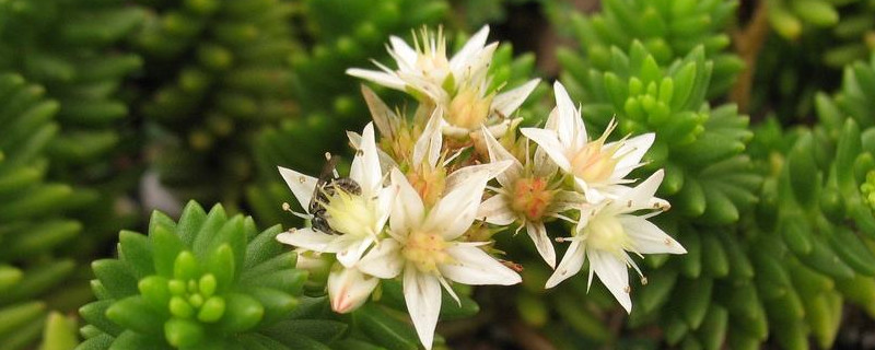 白花小松和玉珠帘的区别（白花小松老桩）