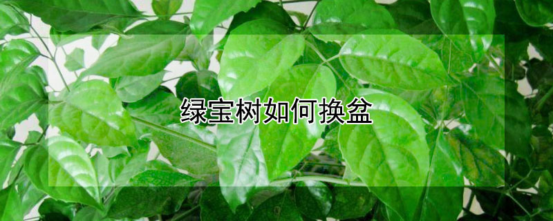 绿宝树如何换盆（绿宝树如何换盆视频教程）