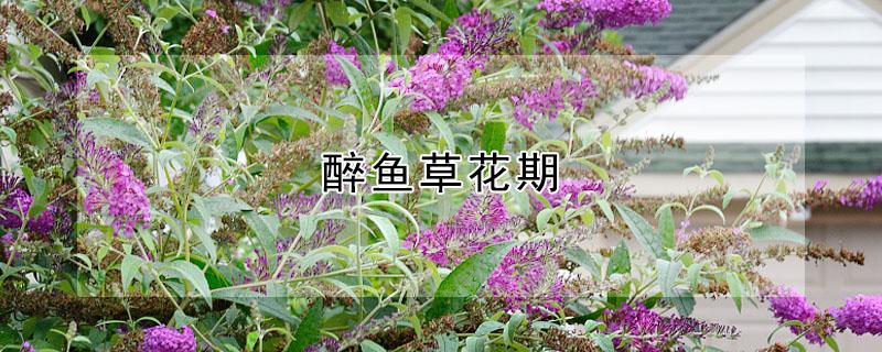 醉鱼草花期（醉鱼草花期多长）