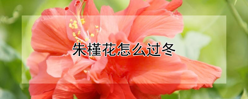 朱槿花怎么过冬 朱槿花怎么过冬视频