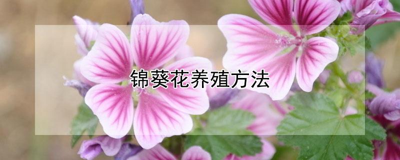 锦葵花养殖方法（锦葵的养殖方法和注意事项）