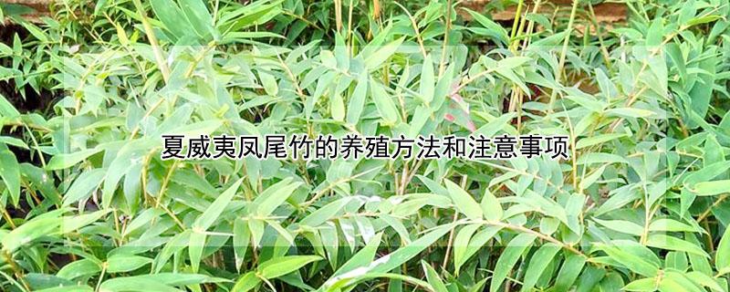 夏威夷凤尾竹的养殖方法和注意事项（夏威夷凤尾竹的养殖方法和注意事项图片）