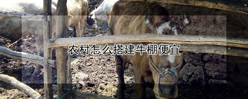 农村怎么搭建牛棚便宜 农村小型养牛简易牛棚