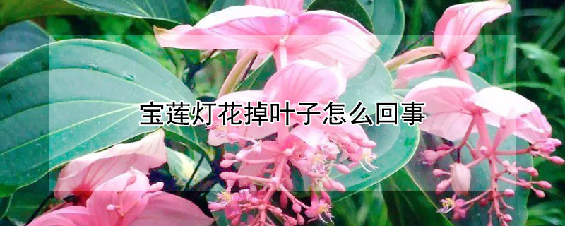 宝莲灯花掉叶子怎么回事（宝莲灯花掉叶子怎么回事儿）